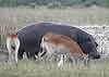 Hippo grazing with antelope