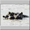 Hippos, Mkhuze Game Reserve, South Africa