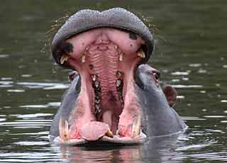 Hippo opening jaws in yawning display