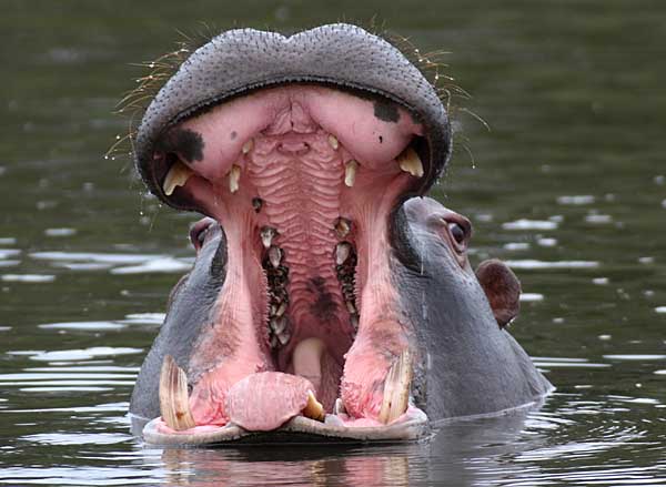 Hippo showing off its formidable teeth in yawning display