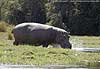 Hippo plunging into Zambezi River