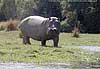 Hippo on banks of Zambezi River