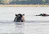 Hippos in Zambezi river