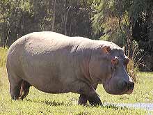 Hippo on banks of Zambezi River