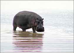 Dark pictue of hippo 