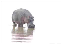 Light picture of hippo
