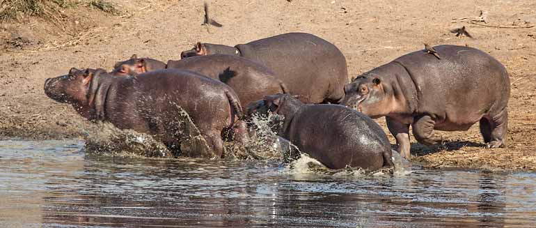 Hippos charge through shallow water, Kruger National Park