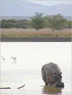 Vertical picture of hippo