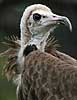 Hooded vulture