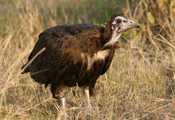 Hooded Vulture, immature
