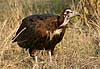 Hooded vulture, immature specimen