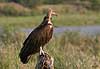 Hooded Vulture on tree stump