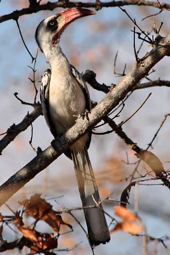 Tanzania redbilled hornbill, Ruaha National Park, Tanzania