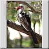 Redbilled Hornbill, Kruger Park, South Africa