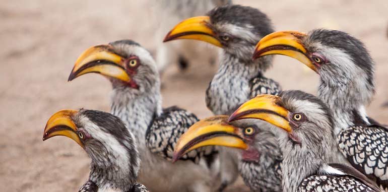 Southern Yellow-billed Hornbills waiting for snack, Kruger National Park