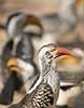 redbilled hornbills