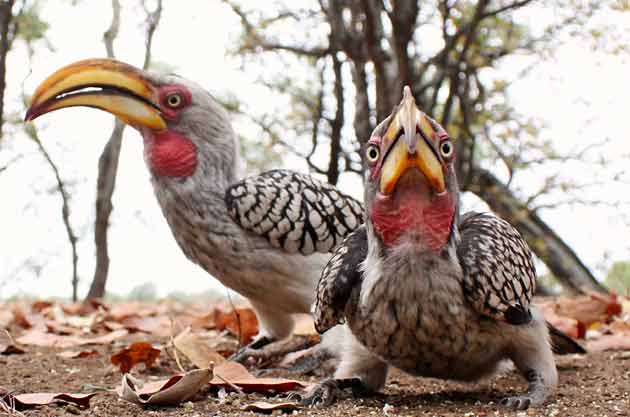 Yellowbilled hornbills taken with wide angle lens