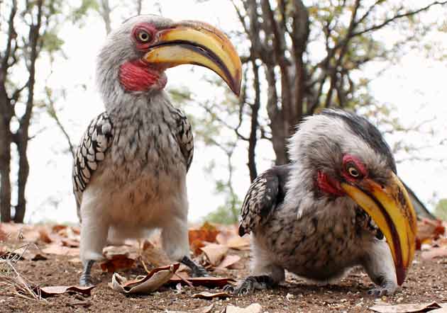 Pair of yellowbilled hornbills, wide angle view, kruger national park