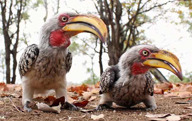 Yellowbilled hornbills with wide angle lens