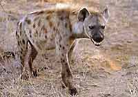 Hyena on the prowl, Kruger Park, South Africa
