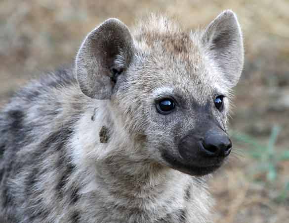 Spotted Hyena Pup