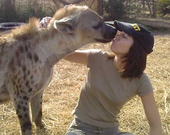 affectionate spotted hyena