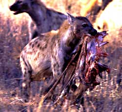 hyena with skin of impala
