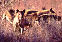 hyenas tear into impala