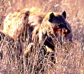 hyena with bloody face