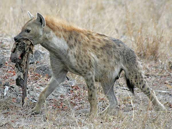 Hyena with carcass remains