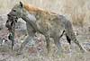 Spotted hyena carrying carcass remains