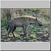 Hyena on the prowl, Kruger National Park, South Africa