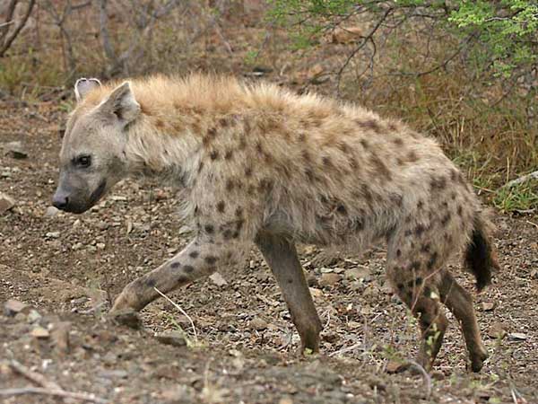 Hyena walking up bank, Kruger park, South Africa