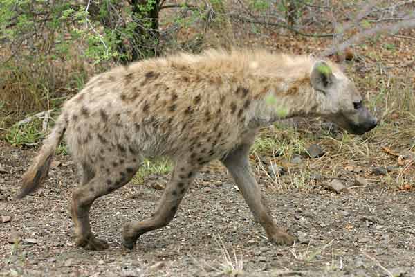 Spotted hyena taking a walk, Kruge National Park