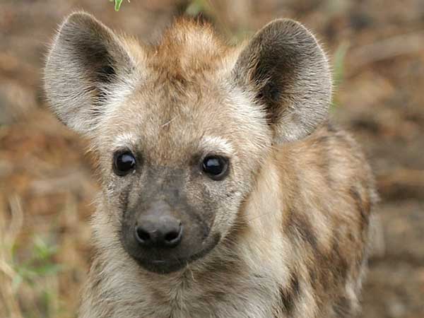 Spotted hyena pup, close-up