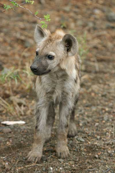 Hyena pup