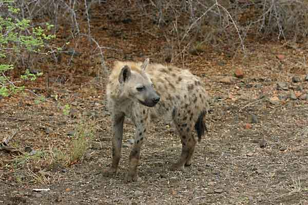 Spotted Hyena