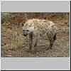 Spotted Hyena