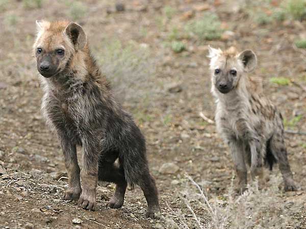 Pair of hyena pups, Kruger National Park