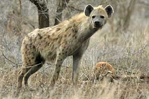 Spotted hyena standing, side view, Kruger National Park