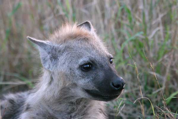 Hyena pup, close-up