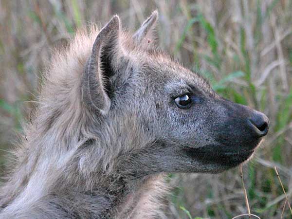 Spotted hyena juvenile, close-up