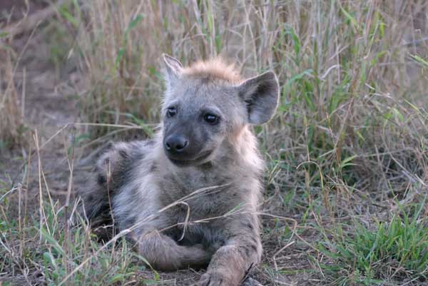 Hyena Pup lying down