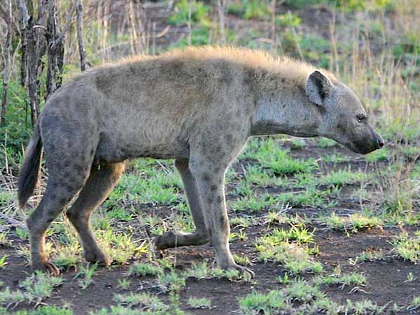 Hyena on early morning walk