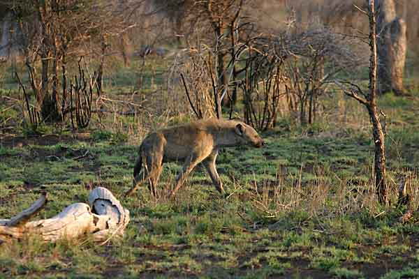 Hyena on the prowl