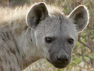 Spotted hyena close-up, Kruger National Park