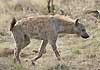 Spotted hyena walking, side-on view, Kruger National Park