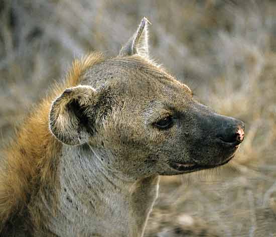 Hyena portrait