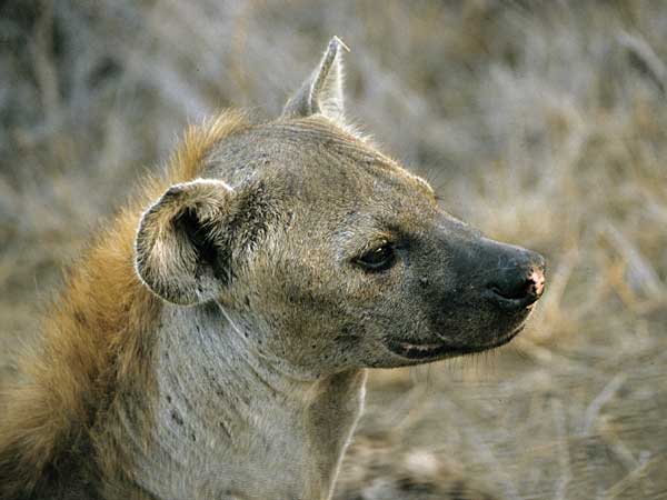 Hyena in profile, close-up