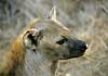 Spotted hyena close-up, Kruger National Park